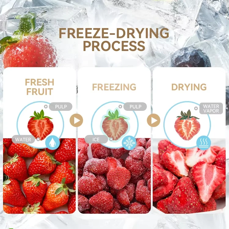 Small Food Freeze Dryer - Mini Lyophilizer, Commercial Industrial Vacuum Pump Freeze Drying Machine for Food Preservation